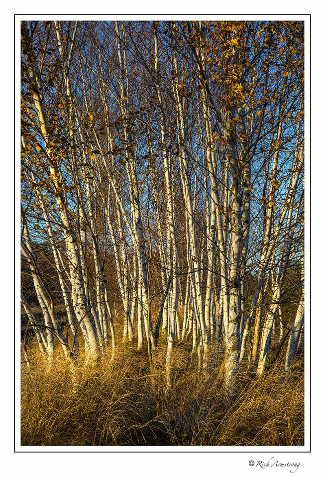 birch grove 2.jpg
